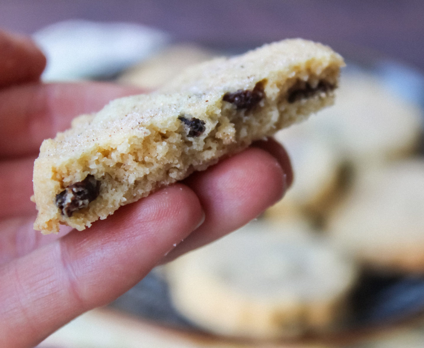 close up of the inside of a Welsh cake shortbread biscuit